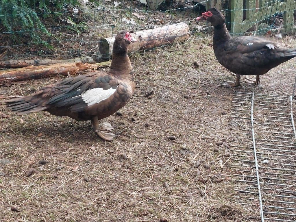 2 mannelijke kleurzuivere barberie/ muskus eenden, Dieren en Toebehoren, Pluimvee