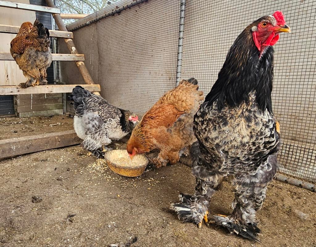 Broedeieren Brahma kippen mix, Dieren en Toebehoren, Pluimvee