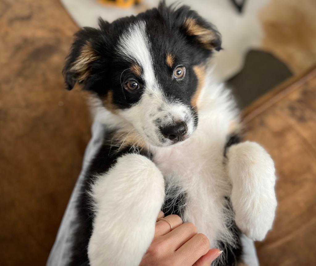 Beaux chiots bergers australiens, Animaux & Accessoires, Chien (mâle), Plusieurs, Hépatite contagieuse (maladie de Rubarth), Belgique