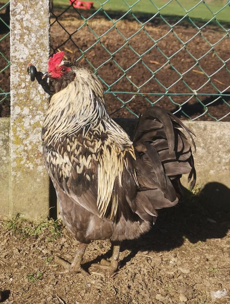 Jeunes coqs races œufs colorés