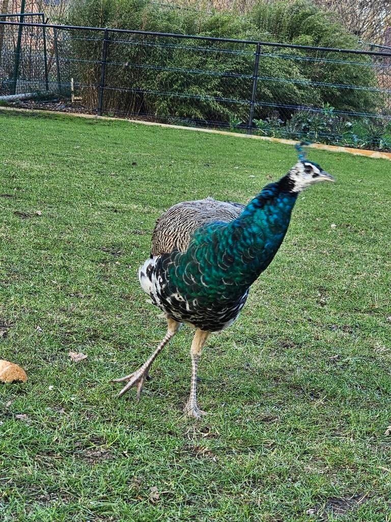 Te koop mannelijke gelewiekte pauw , 2 jaar oud  90 euro ., Mâle