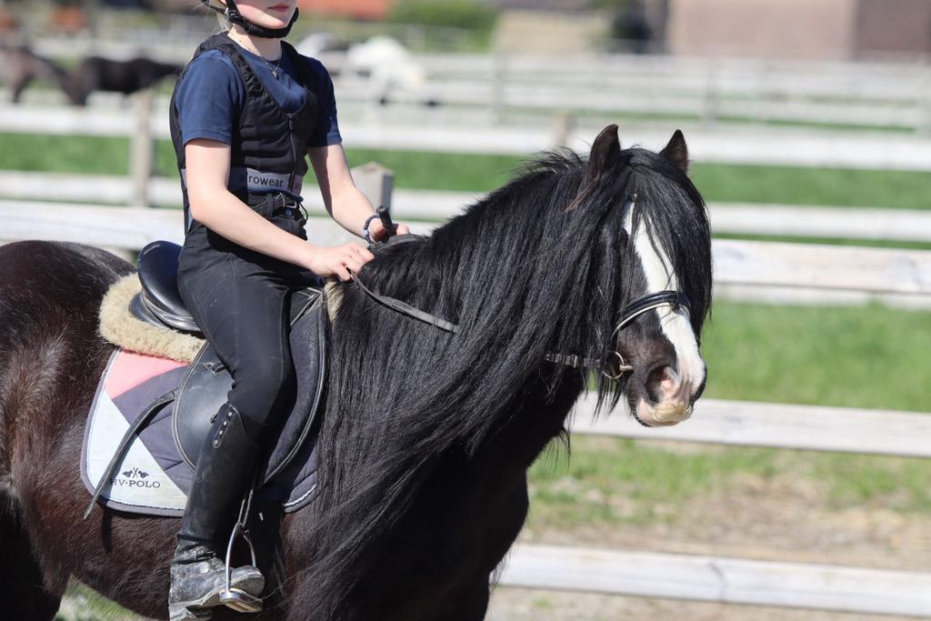 prachtige ruin met een echte wow-factor!, Dieren en Toebehoren, Ruin