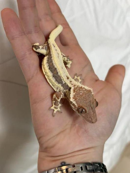 Wimpergekko Frappuccino 0.1 femelle, Animaux & Accessoires, Reptiles & Amphibiens