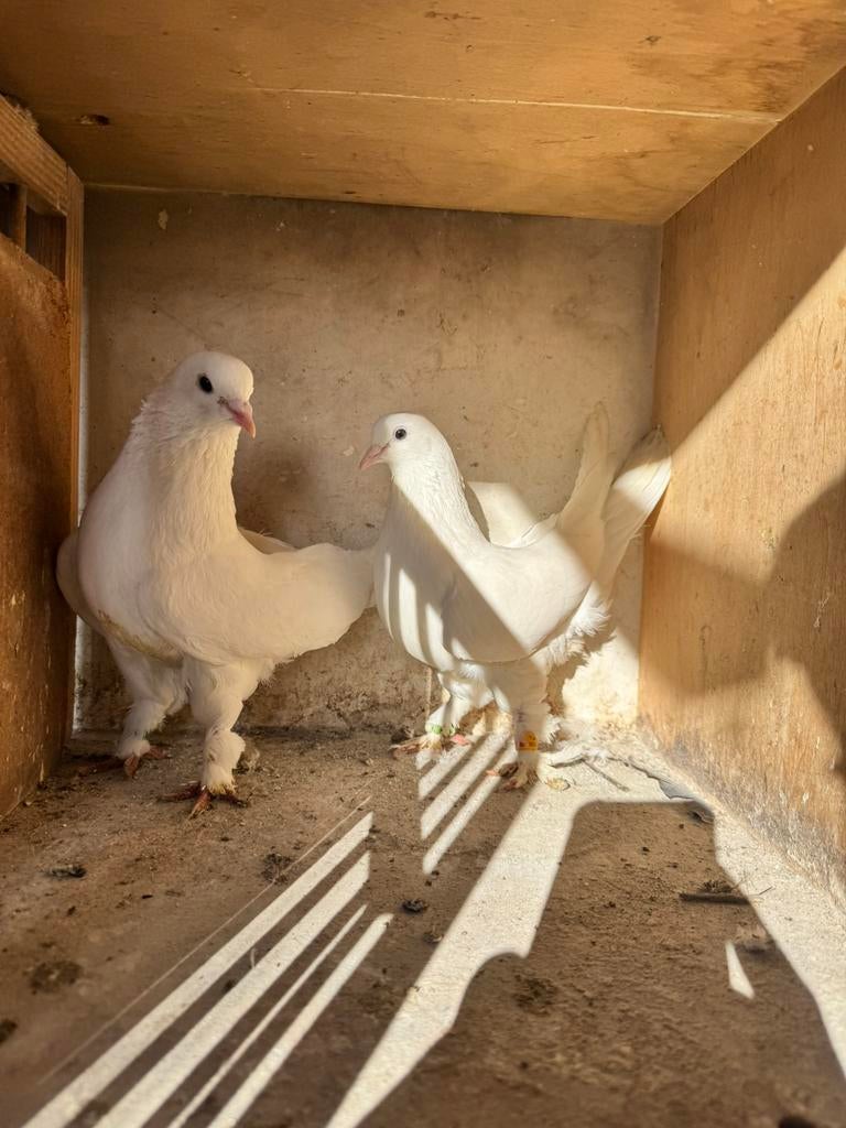 2 witte vogels koppels