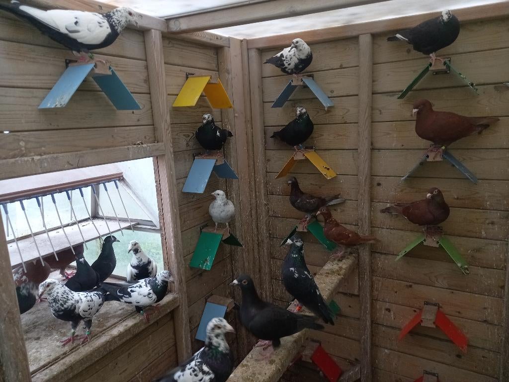 Kleurpostduiven, Meerdere dieren, Postduif