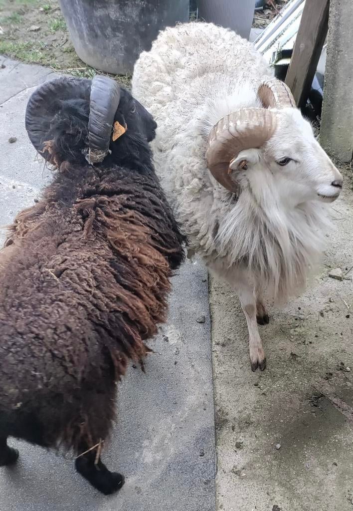 2 Ouessant-schaap (rammen), Mouton