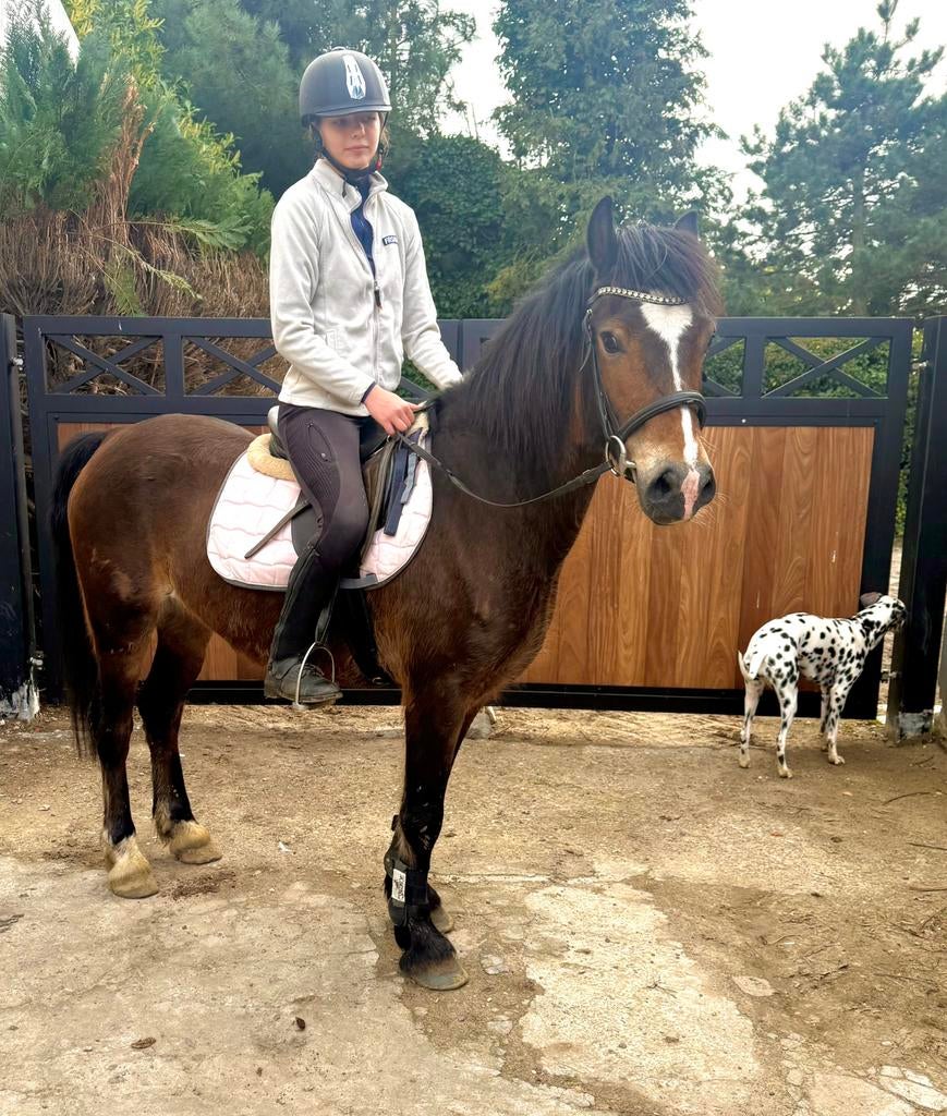 Le poney gallois Brave Sweet D a également été justifié, Jument, Avec pedigree