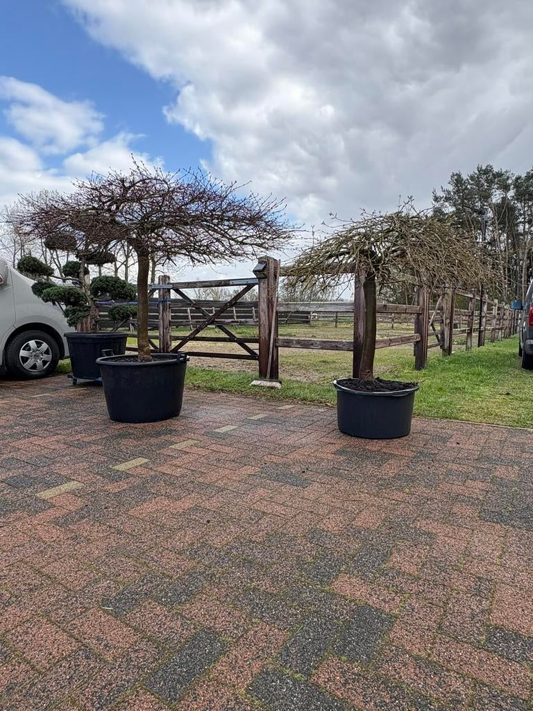 Acer palmatum dissectum  30 jaar – unieke parasolvorm!, Enlèvement