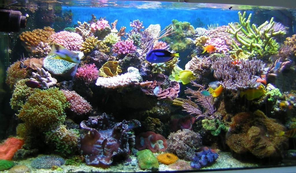 Pierres pour aquarium marin, Enlèvement