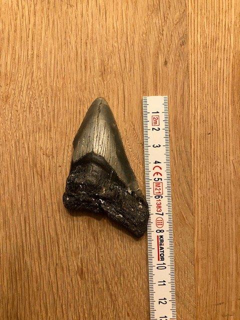 Haaientand, Verzamelen, Mineralen en Fossielen, Verzenden, Overige typen