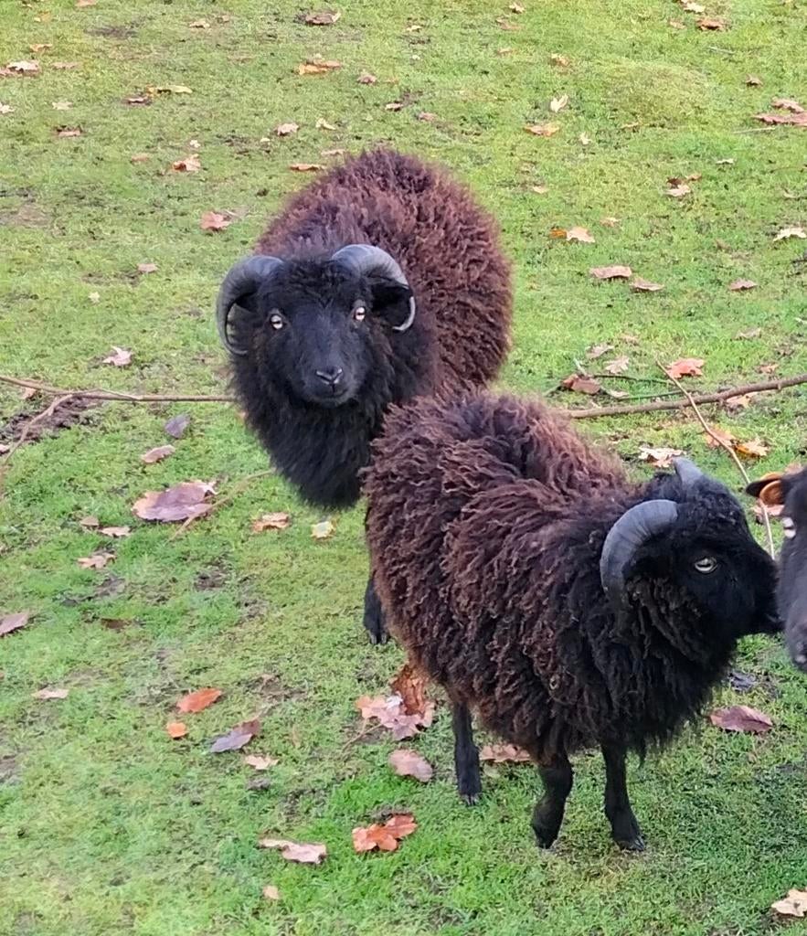 Ouessant lammetje ram, Dieren en Toebehoren
