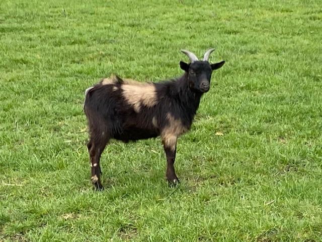 Mini dekbokje Dwerggeitjes, Mâle, Chèvre, 0 à 2 ans