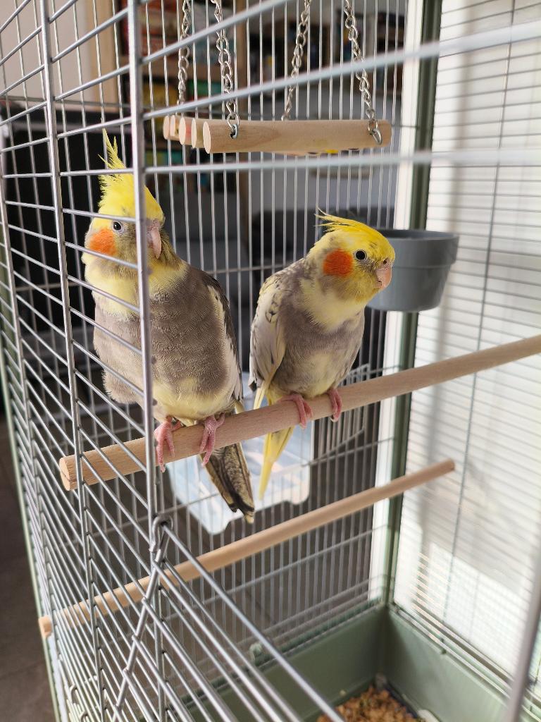Vends couple de calopsittes femelles, Animaux & Accessoires, Femelle, Perruche