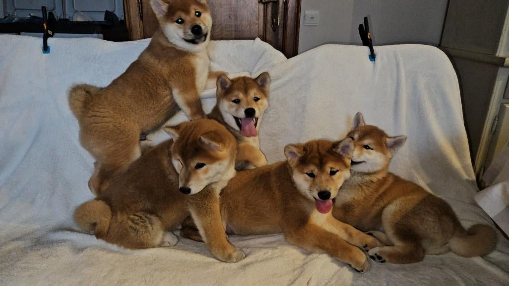 chiots shiba inu élevés à la ferme disponibles, Animaux & Accessoires, Chiens | Huskys, Loulous & Types primitifs, Parvovirose