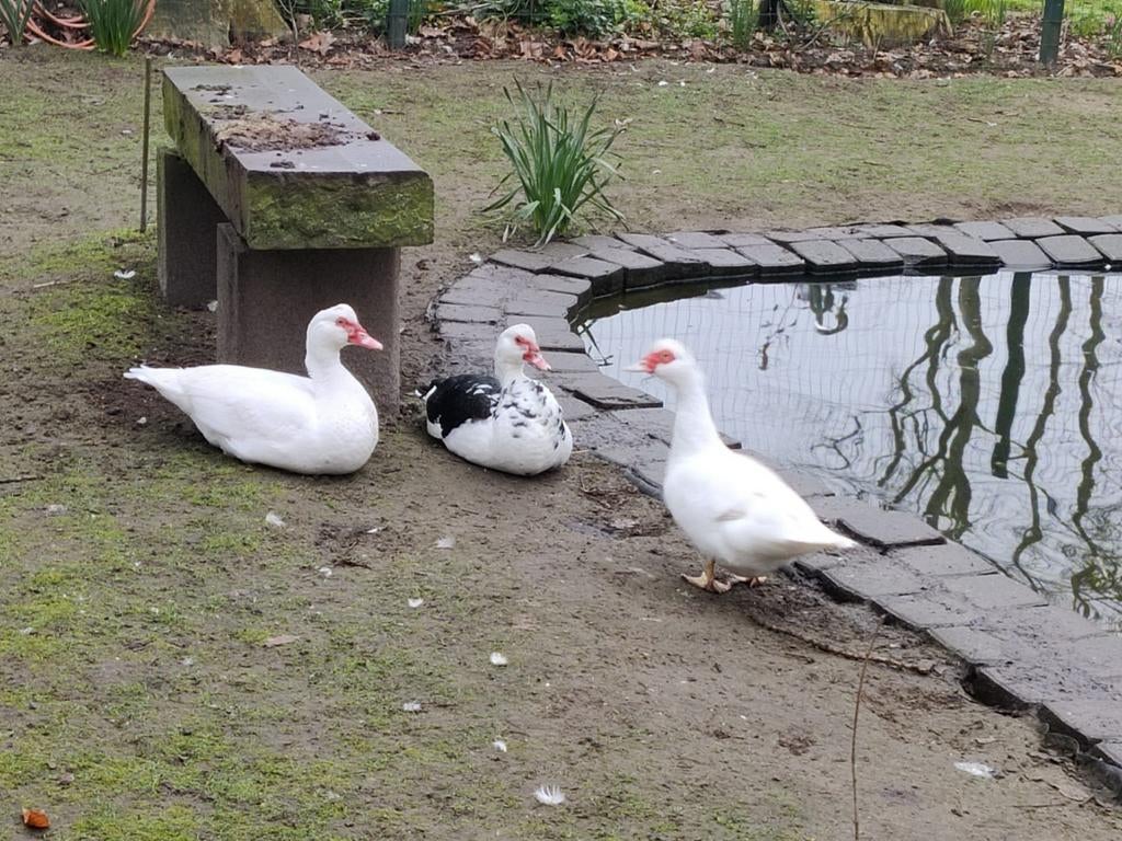 Barbarie eenden te koop volwassen. 20€/t'stuk, Dieren en Toebehoren, Meerdere dieren, Eend