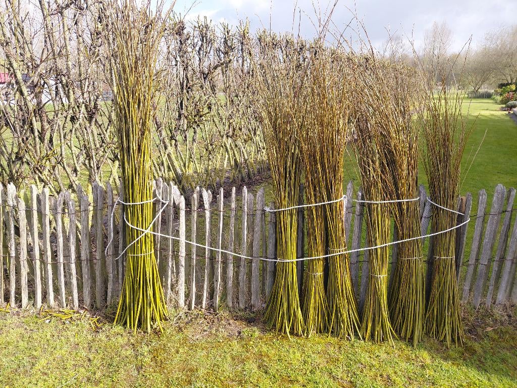 Branches/Tiges de saules, Comme neuf, Moins de 100 cm, Bois, 150 à 200 cm