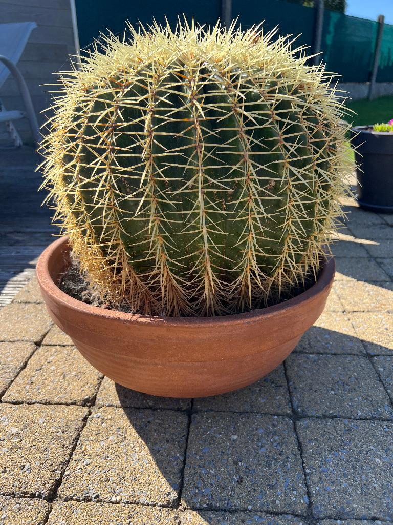 Echinocactus Grusonii, Huis en Inrichting, Kamerplanten, Ophalen, Minder dan 100 cm, Bloeiende kamerplant, In pot