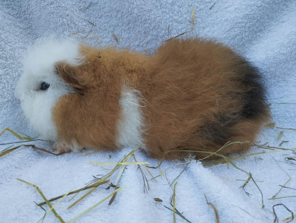CH teddy cavia, Mâle, Domestique, Janvier, Cobaye
