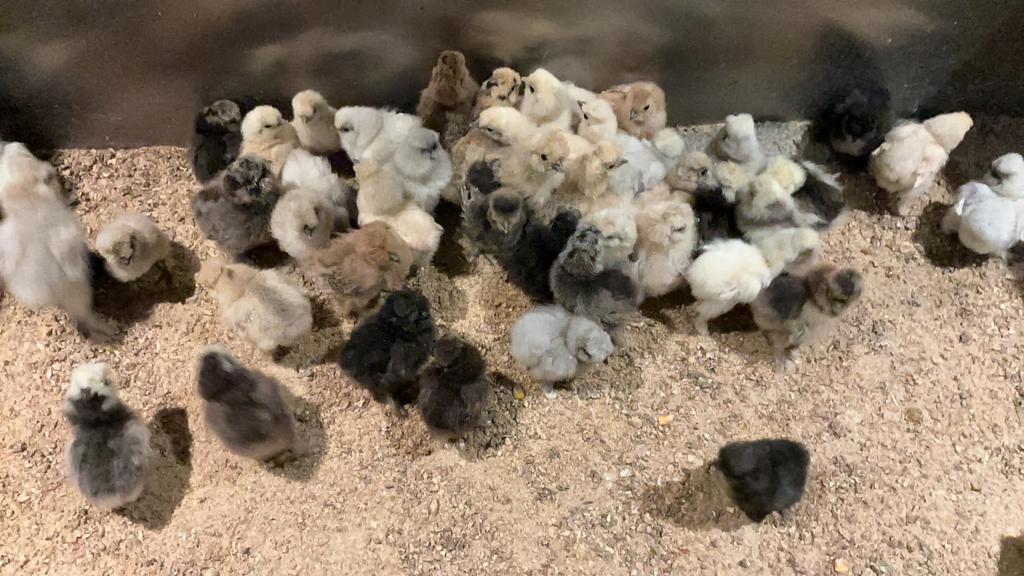 USA zijdehoen kuikens, Dieren en Toebehoren, Pluimvee, Geslacht onbekend, Kip