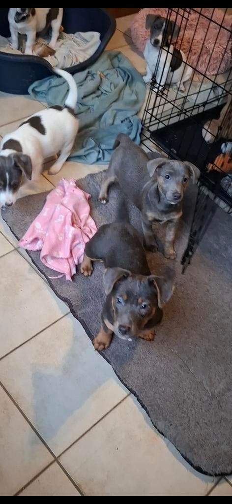 Chiots Jack Russell bleu-gris et tricolore, parents présents, Plusieurs, Jack Russel Terrier, Hépatite contagieuse (maladie de Rubarth)