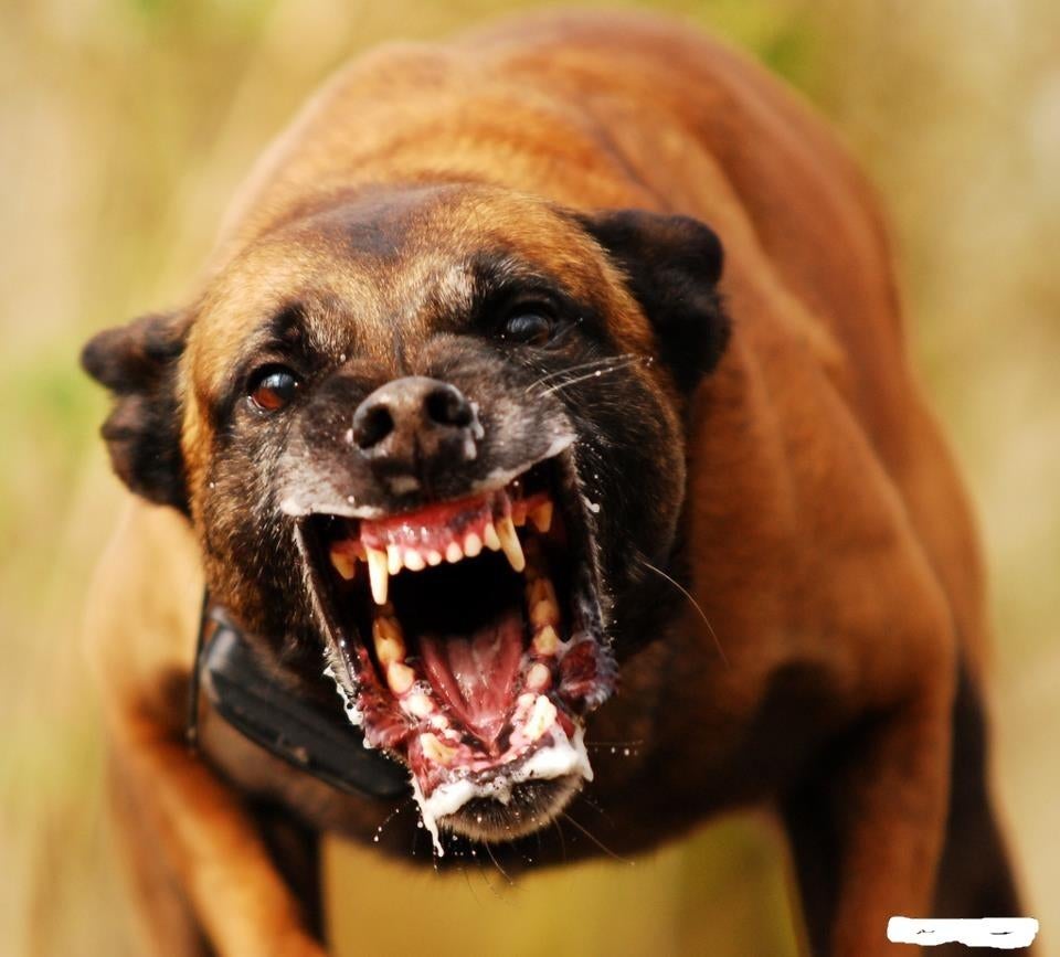 mechelse herder inbraken.overvallen.car.jacking.home.jaking, 3 à 5 ans, Hépatite contagieuse (maladie de Rubarth), Plusieurs, Éleveur | Loisir