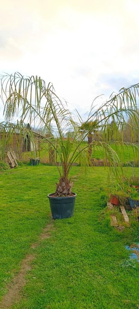 Palmier Butia capitata, Enlèvement, Palmier