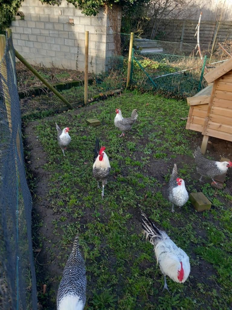 Broedeieren ayam cemani, Dieren en Toebehoren, Pluimvee