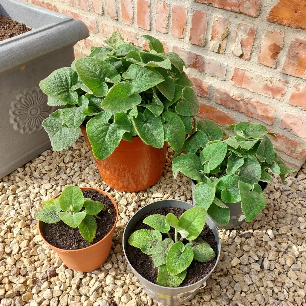 Phlomis (!Brandkruid), Tuin en Terras, Ophalen, Vaste plant