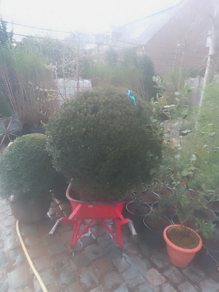 Taxus bol 110% en 85cm, Dieren en Toebehoren, Pluimvee