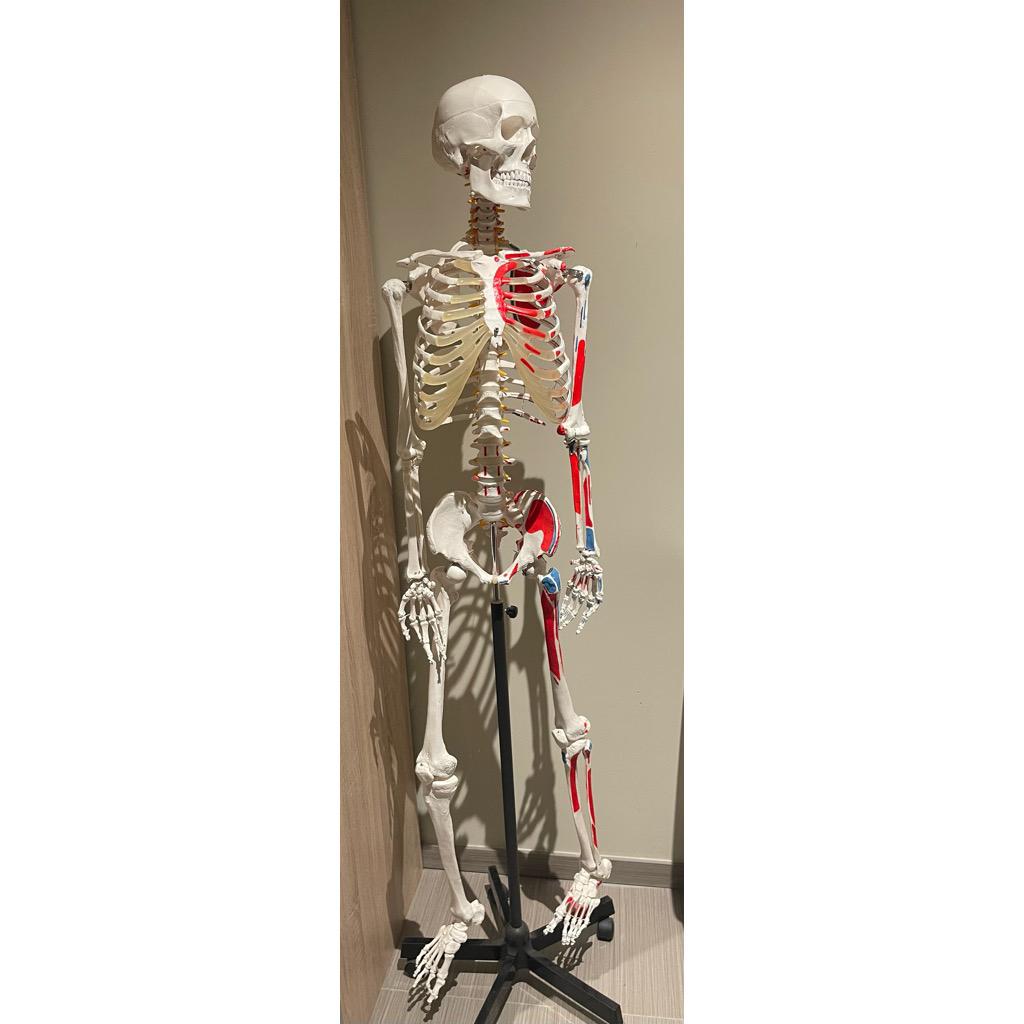 Anatomie skelet studenten, Diversen, Schoolbenodigdheden, Ophalen, Zo goed als nieuw