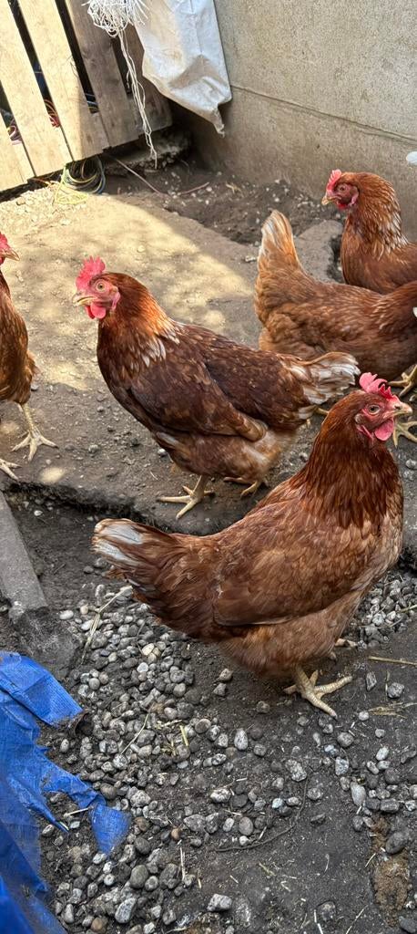 Legkippen te koop, Dieren en Toebehoren, Pluimvee, Vrouwelijk, Kip