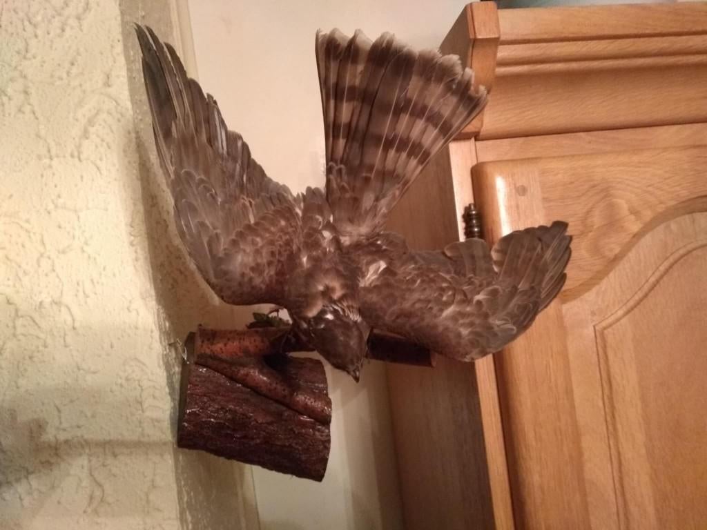 épervier empaillé, Collections, Enlèvement