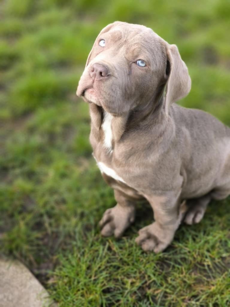 Magnifique chiot Cane corso né en Belgique., Animaux & Accessoires, Belgique, Un chien, Hépatite contagieuse (maladie de Rubarth)