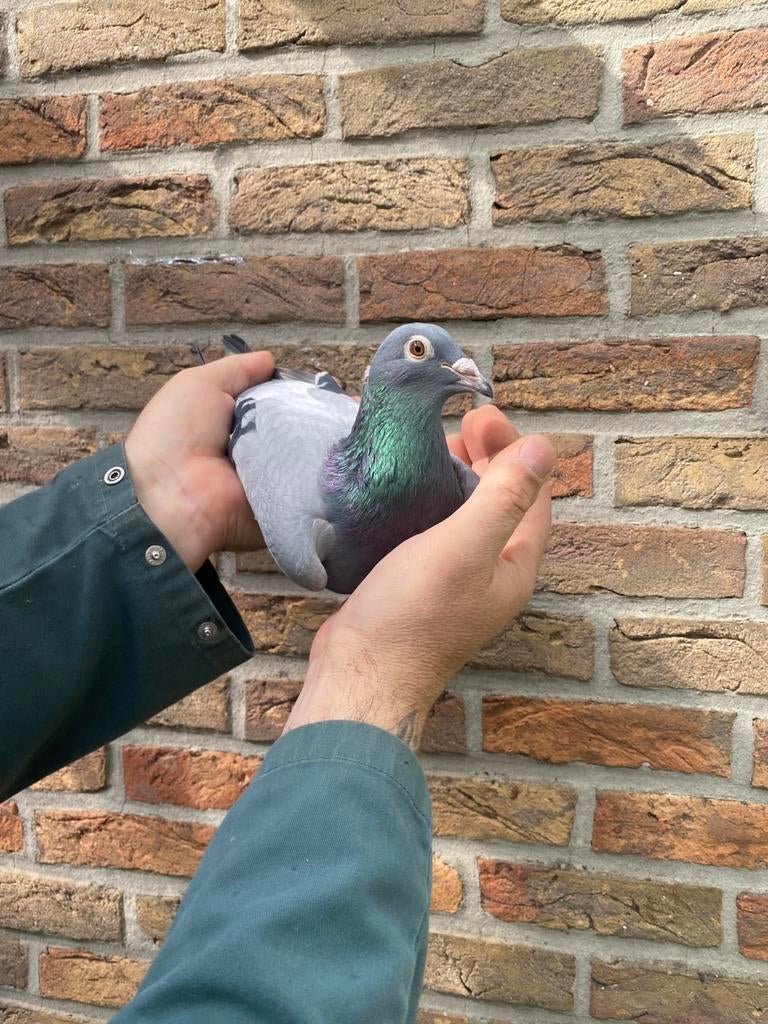 Poule 2023, Femelle, Pigeon voyageur