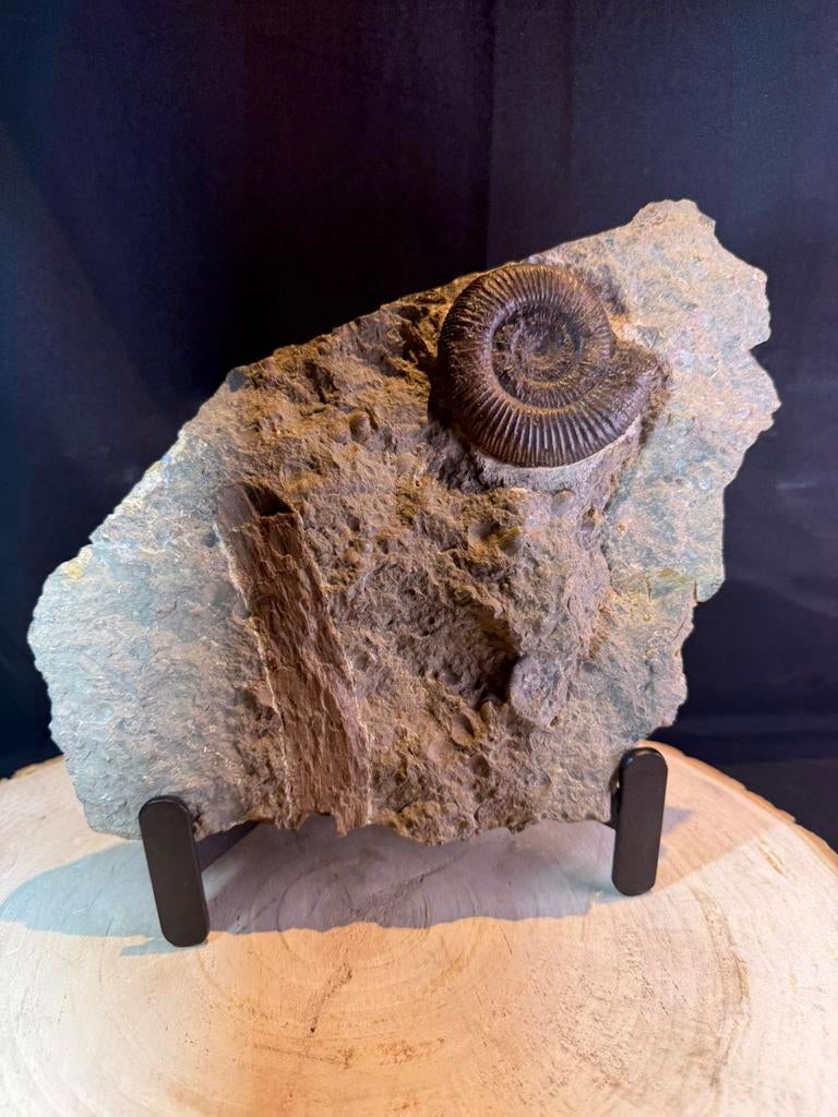 Ammonite fossile avec bois fossile — Jura — Allemagne, Enlèvement ou Envoi, Fossile