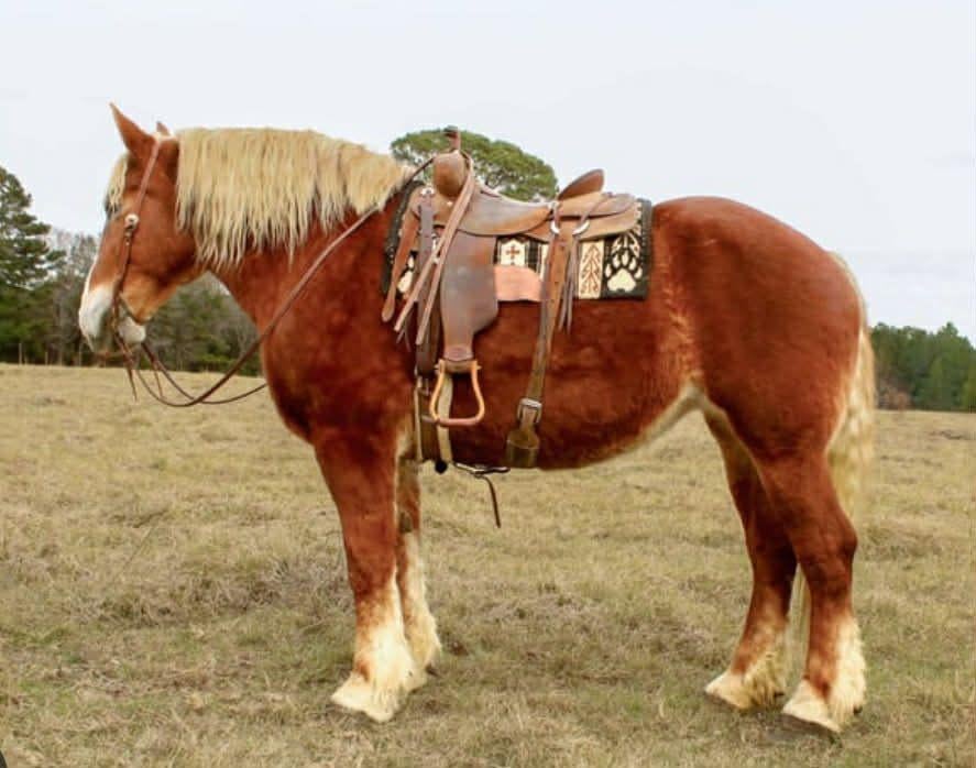 Gezocht,voskleurig trekpaard te koop gevraagd, Débourré