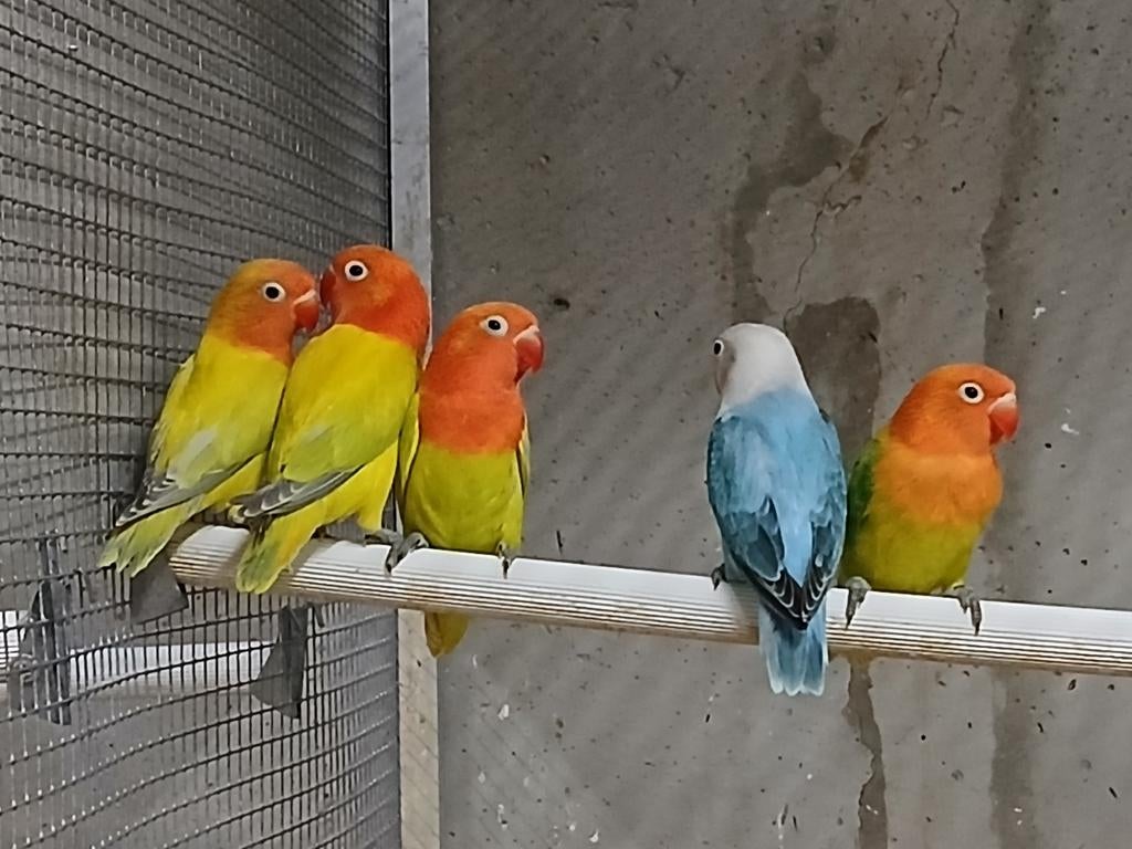 Fischeri, Dieren en Toebehoren, Vogels | Parkieten en Papegaaien