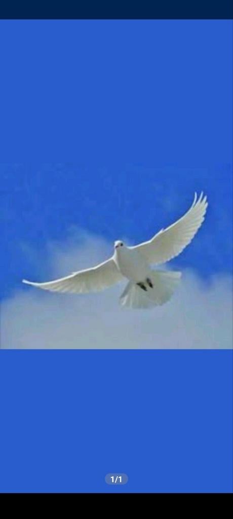 Pigeons, Animaux & Accessoires, Oiseaux | Pigeons