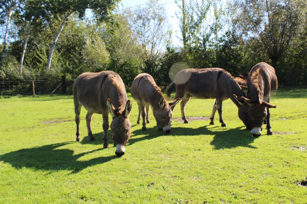 Gezocht: paarden/ezelvoeding + halsters, Ophalen, Gebruikt