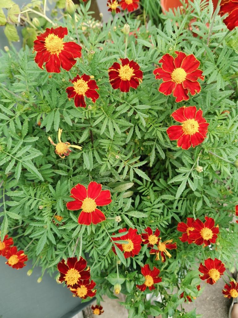 10 zaden 50-60 cm hoge Tagetes patula Linnaeus, Verzenden, Voorjaar, Zaad