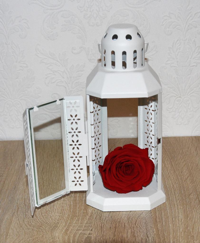 Lantaarn met eeuwige roos NIEUW, Ophalen of Verzenden, Nieuw