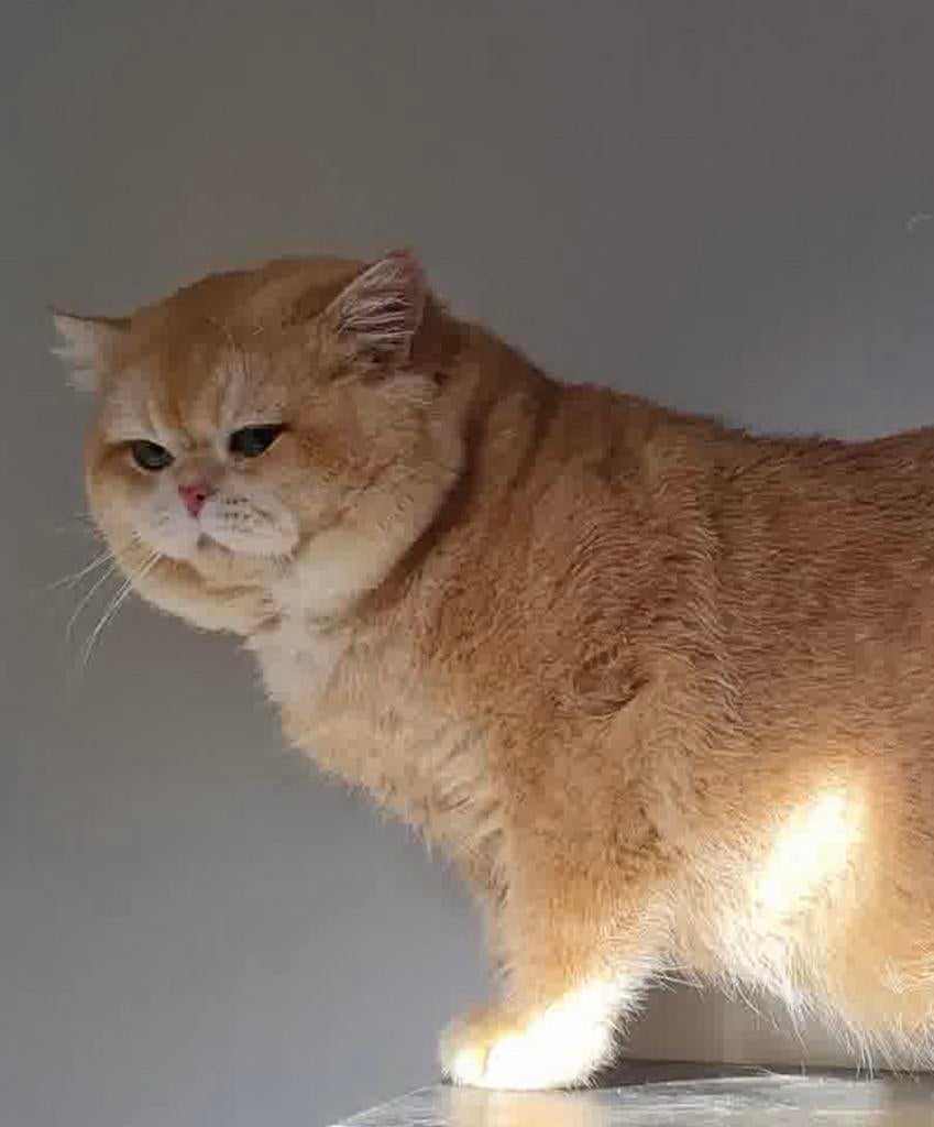 Golden britse korthaar dekkater (niet te koop), 3 tot 5 jaar