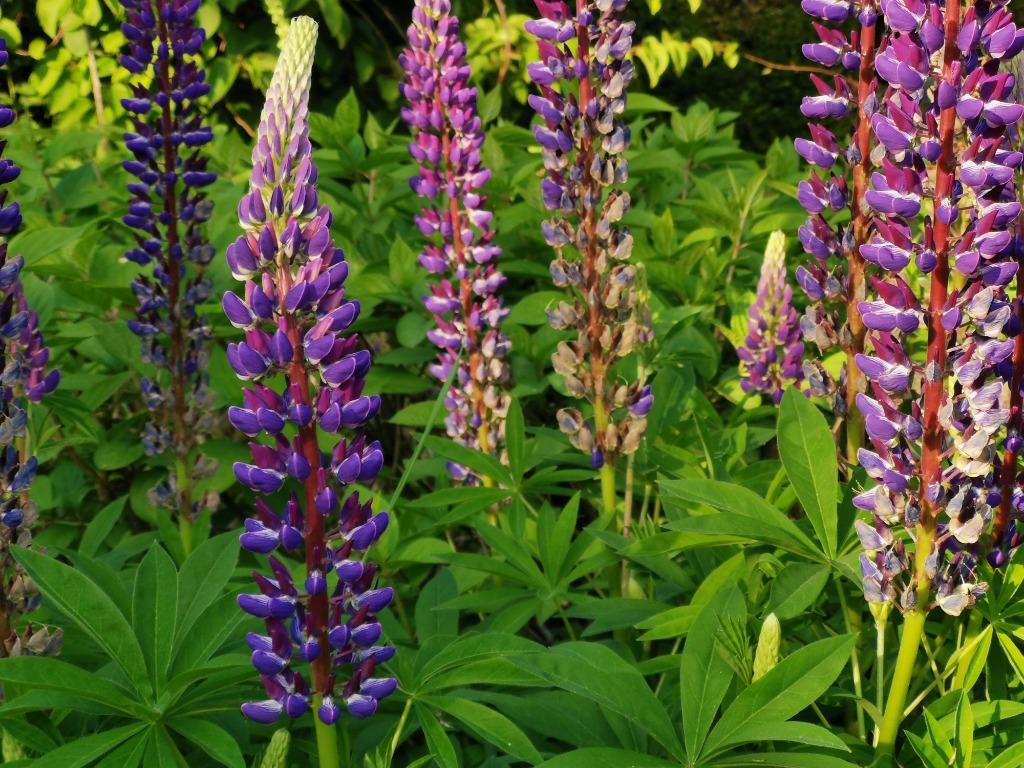 10 graines de lupin violet, Jardin & Terrasse, Bulbes & Semences, Graine, Envoi