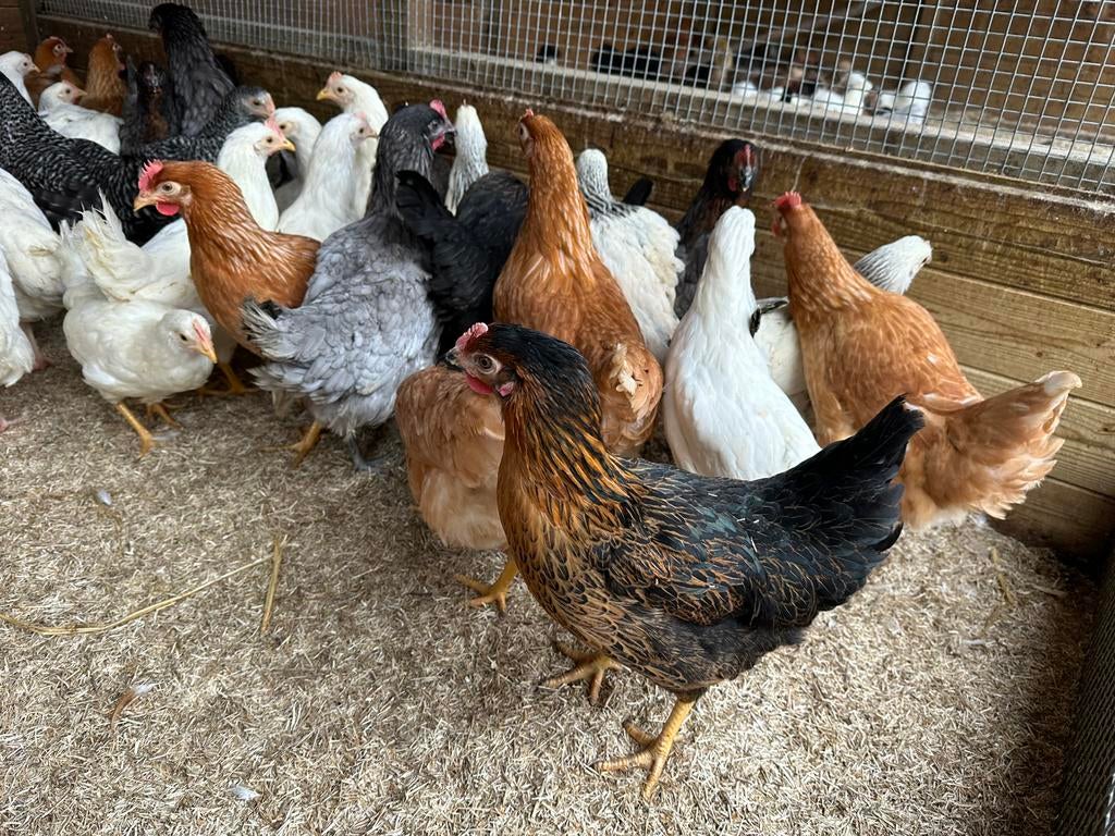 Legkippen leghennen dit weekend in Rillaar, Dieren en Toebehoren, Pluimvee