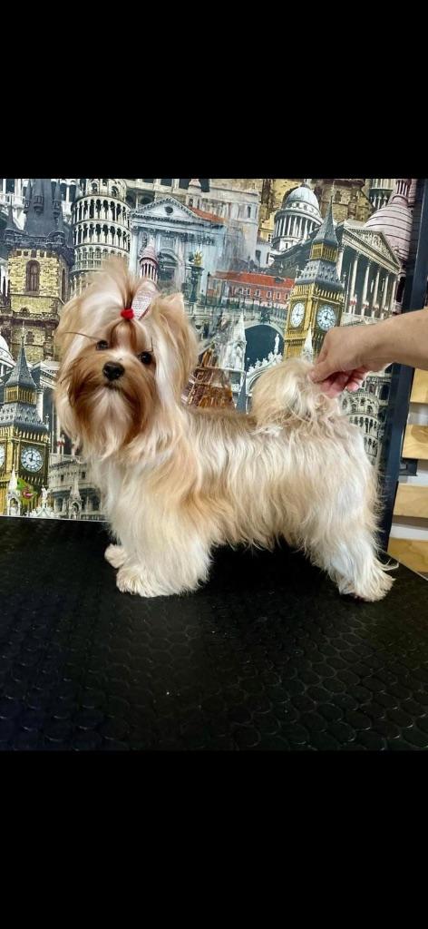 Bébé miniature Golddust et biewer et chocolat, Animaux & Accessoires, Autres races, Belgique, 8 à 15 semaines, Sexe inconnu