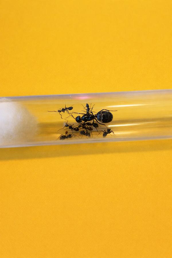 Reine des fourmis Camponotus Micans avec 1 à 10 ouvrières, Animaux & Accessoires, Insectes & Araignées, Fourmis