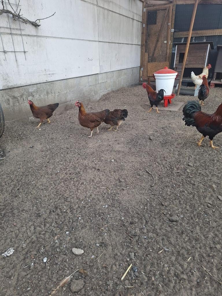 Toom welsumer krielen, Dieren en Toebehoren, Meerdere dieren, Kip