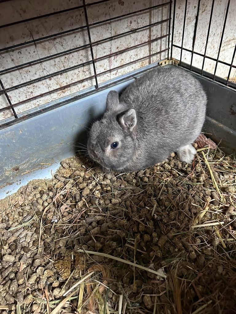 Kleurdwerg mannelijk dwergkonijn, Mâle, Nain, 3 à 5 ans