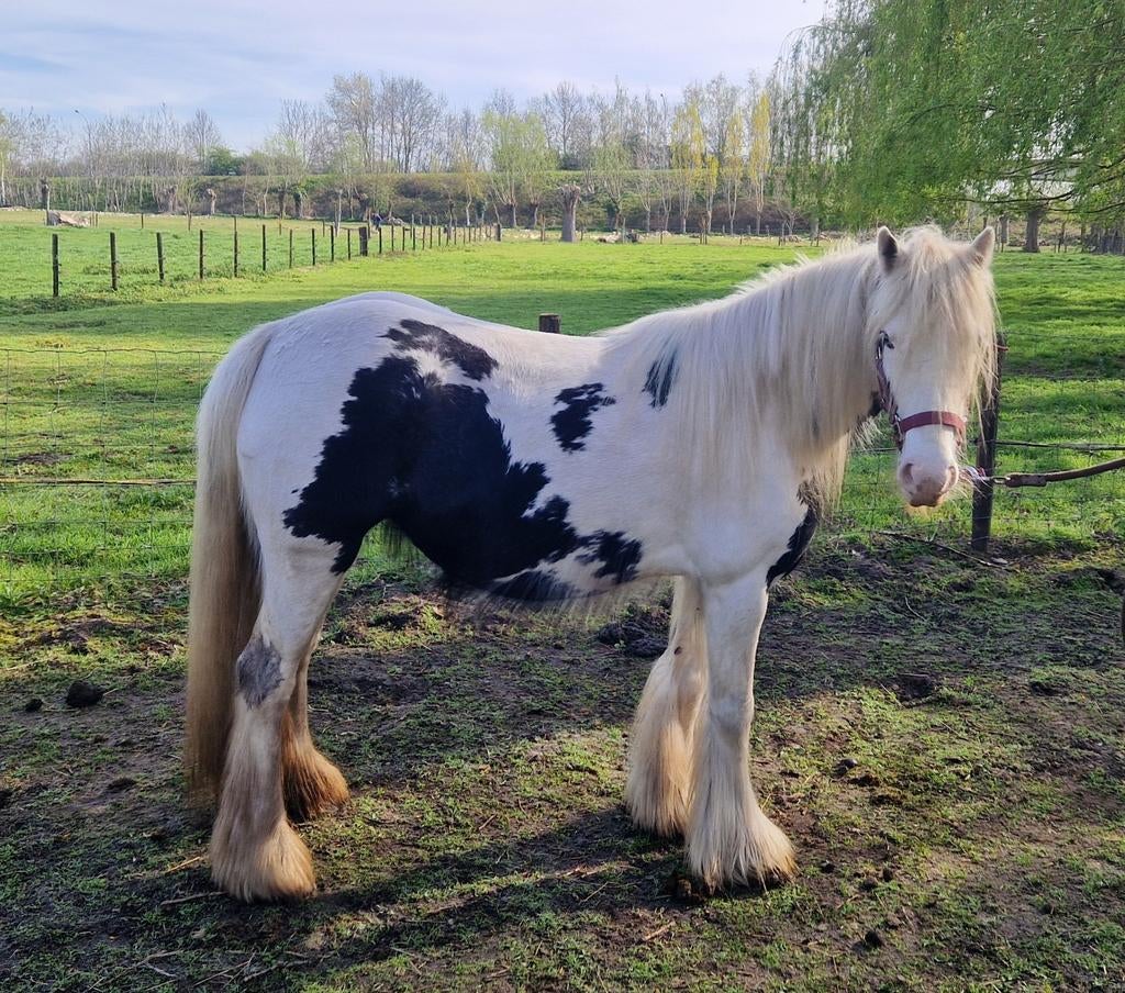 Mooie brave Tinker merrie, Animaux & Accessoires, Poneys, Jument