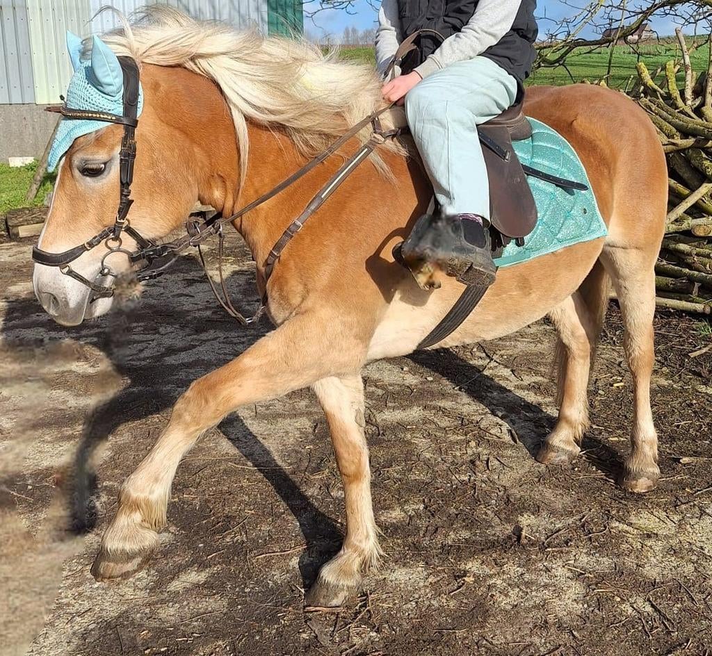 Jument Haflinger 12 ans, Animaux & Accessoires, Poneys, Jument, B, Poney D (1.37 m à 1.48m), Poney de récréation, 11 ans ou plus